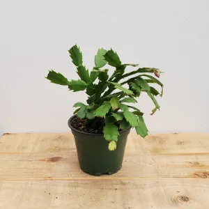4" christmas cactus