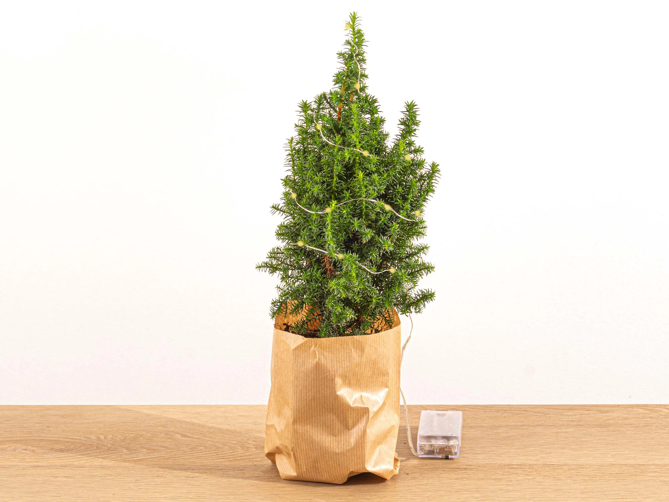 Mini Christmas Tree - Chamaecyparis - 25-30 cm