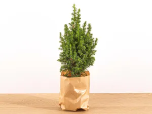 Mini Christmas Tree - Chamaecyparis - 25-30 cm